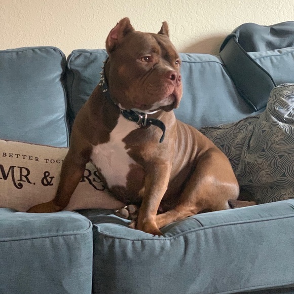 Meet your Posher, Iris - Picture 4 of 4